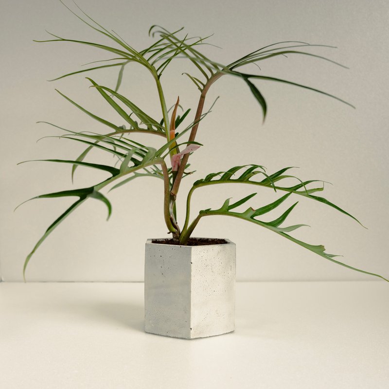 魚骨蔓綠絨│泥作系列│福所栽 - 盆栽/植栽 - 水泥 綠色