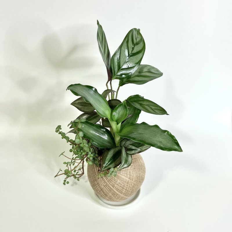 銀羽竹芋 四品組合植栽苔球 - 植栽/盆栽 - 植物．花 
