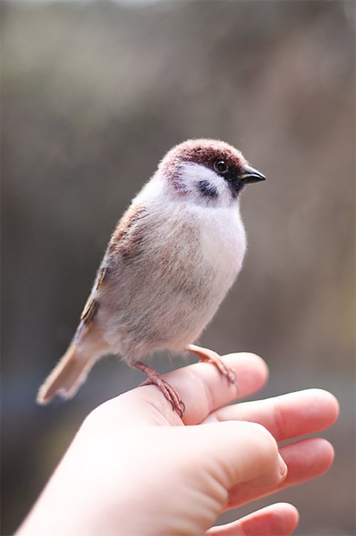 Sparrow bird outlet toy