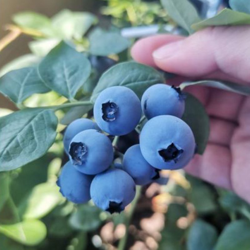 [Rare] Northern Highbush Blueberry Seeds 60 pieces up | 3 varieties combo pack (6 varieties in total) - ตกแต่งต้นไม้ - พืช/ดอกไม้ สีนำ้ตาล