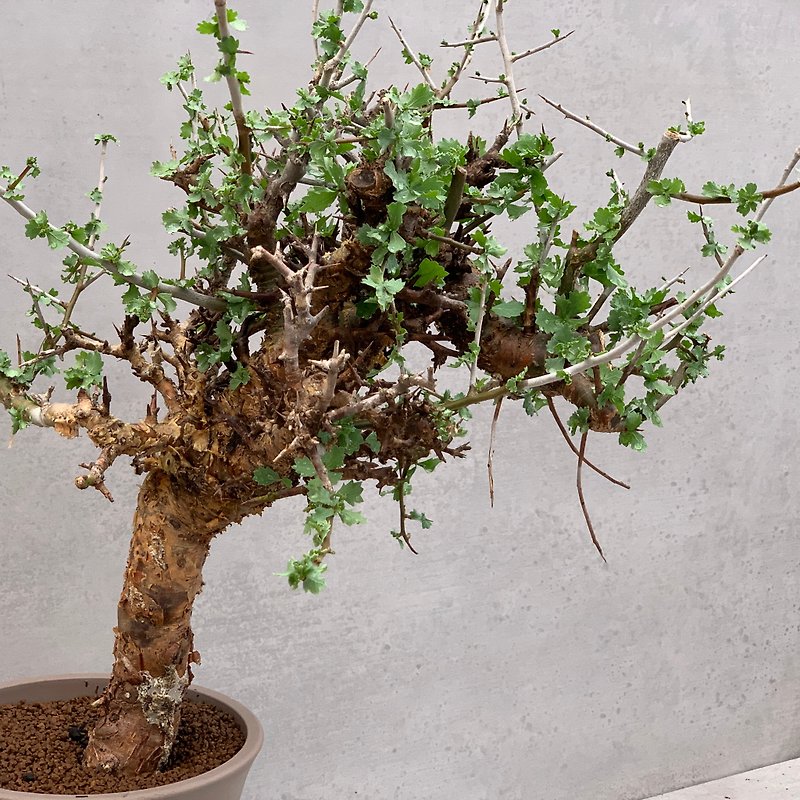 Rare Carved Leaf Myrrh | Olive Branch | Succulent Roots (One Object, One Shot) | C.incisa - Plants - Plants & Flowers 