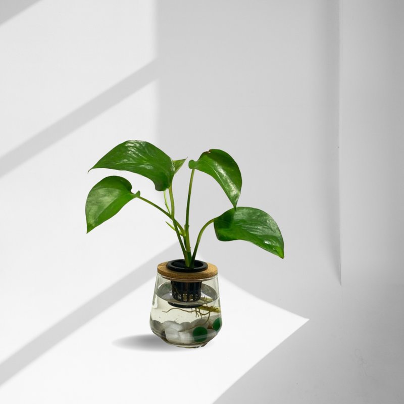 Spot fern beauty planting indoor net beauty planting office hydroponic planting-golden kudzu + curved transparent glass - Plants - Plants & Flowers 