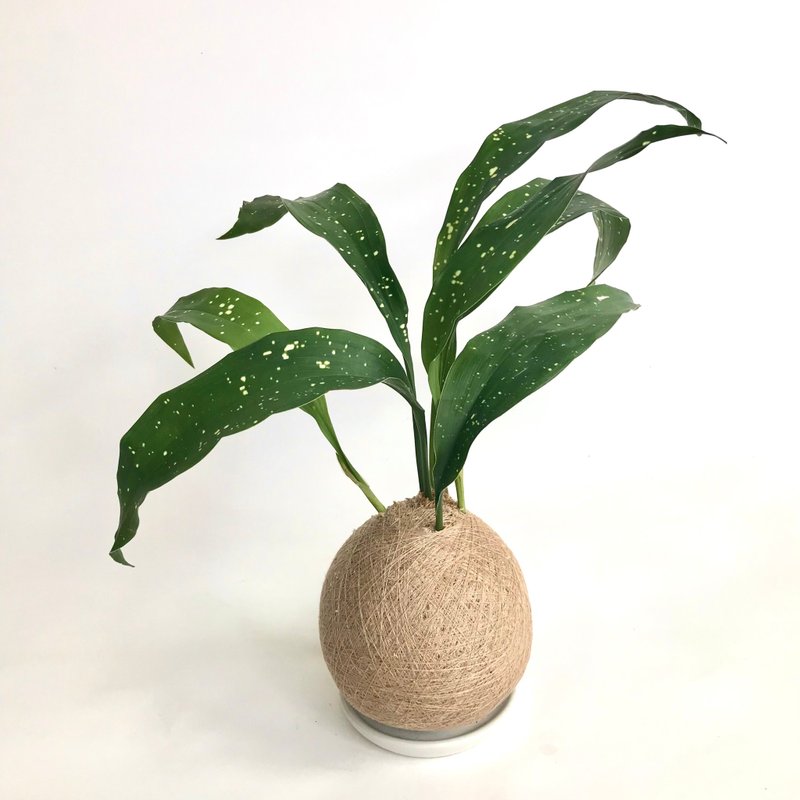 星點蜘蛛抱蛋 手作植栽苔球 - 盆栽/植栽 - 植物．花 