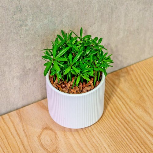 巧繪網植物館 小葉羅漢松 莫蘭迪色系直紋陶盆 室內植物 觀葉植物 禮物 盆栽