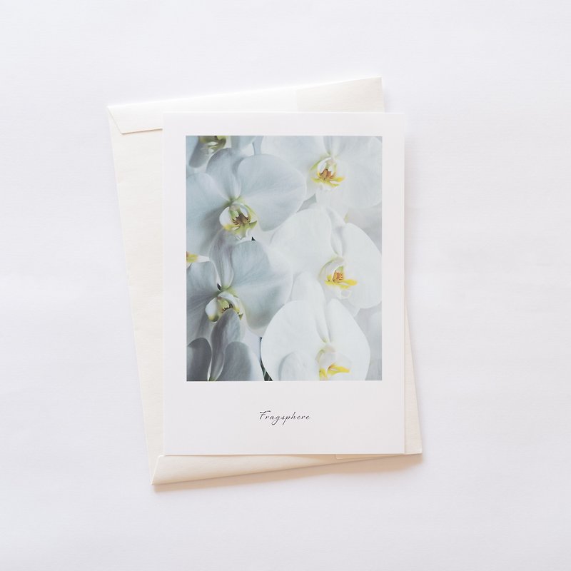 Flower lover Poster Fragsphere Edition Phalaenopsis A4 Size FEWP-001A - โปสเตอร์ - กระดาษ 