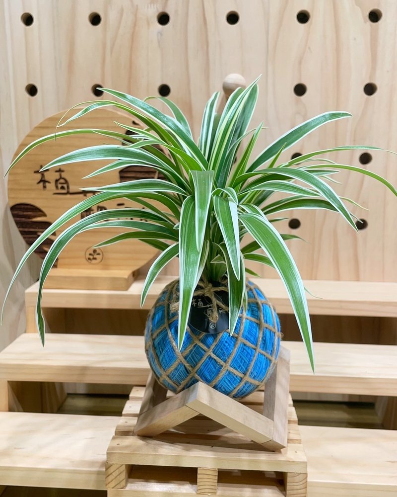 Chlorophytum sphagnum ball plant fortune plant indoor plant home decoration good plant - ตกแต่งต้นไม้ - พืช/ดอกไม้ 