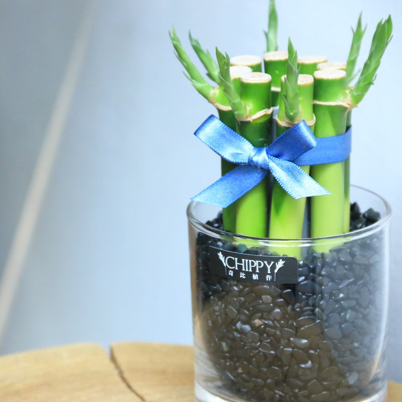[Lucky Series] Lucky Bamboo on the Table - Anti-villain Obsidian - Plants - Plants & Flowers 