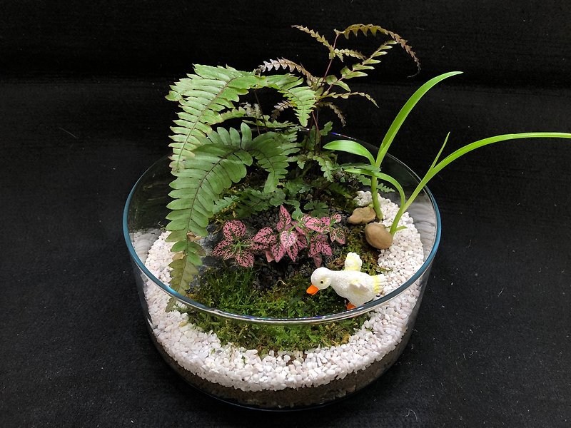 苔蘚生態缸-小鴨子款 - 植栽/盆栽 - 植物．花 綠色