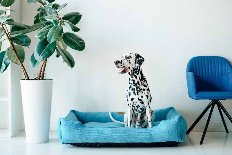 Soft bed for big dogs Blue velvet, XL size dog bed