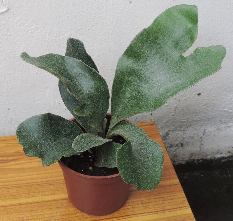 【蕨得有趣】鹿角蕨 圓盾鹿角蕨 3吋盆 熱帶雨林 植物造景 DIY - 盆栽/植栽 - 植物．花 