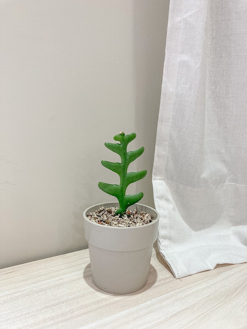[Table-top Small Plants] Fishbone Cactus | elho Texture Original Round Pot (Warm Grey) - ตกแต่งต้นไม้ - พืช/ดอกไม้ สีเทา
