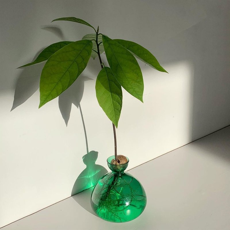 ILEX STUDIO | 酪梨玻璃花器 翡翠綠 - 花瓶/花器 - 玻璃 綠色