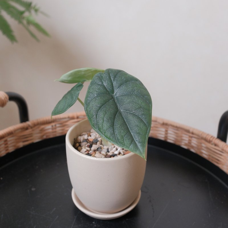 犀牛皮觀音連 - 盆栽/植栽 - 植物．花 