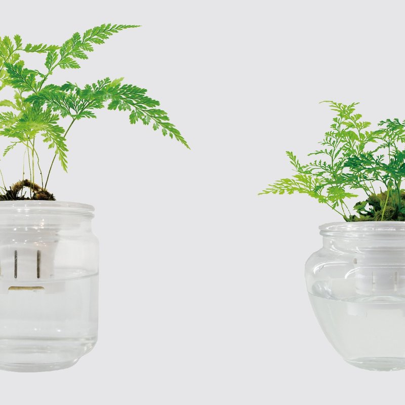 │ 玻璃系列 │ 兔腳蕨 - 蕨類 空氣淨化 水耕盆栽 魚水共生 - 植栽/盆栽 - 植物．花 