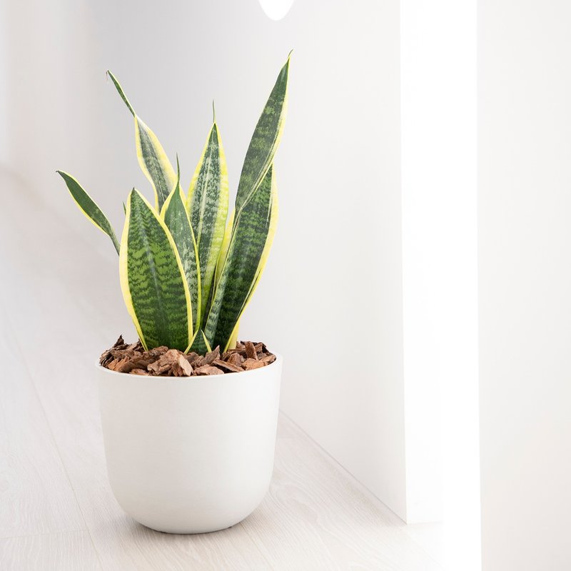 [Indoor potted plants] Sansevieria potted plants (medium size) foliage plant potted plants for opening gifts and housewarming - ตกแต่งต้นไม้ - พืช/ดอกไม้ สีเขียว