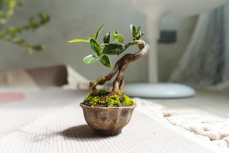 迷你金豆柑盆栽 高級樹種生長緩慢 會開花結果 - 植栽/盆栽 - 植物．花 綠色