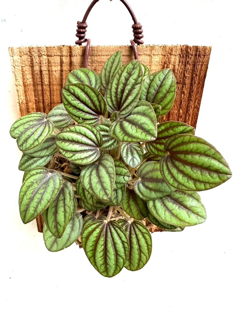 【孔雀椒草】植物上板 開幕送禮 開幕 觀葉植物 室內植物 上板 - 盆栽/植栽 - 植物．花 