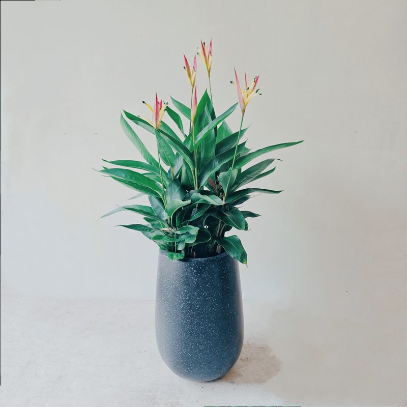 限量款 天堂鳥蕉 小水磨盆 - 盆栽/植栽 - 植物．花 