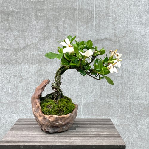小さな盆栽 - クチナシ 日本の品種 1 インチのマスター盆栽ギフト ...