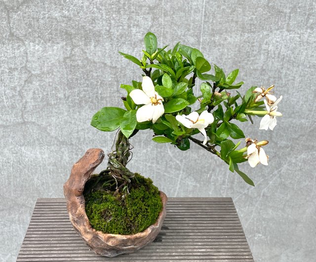 クチナシ小品盆栽 クチナシX（くちなし・梔子）豆盆栽の販売と育て方・作り方
