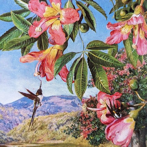 キュー王立植物園の花たち 350年にわたる花の絵画・古書・古書