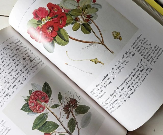 キュー王立植物園の花たち 350年にわたる花の絵画・古書・古書