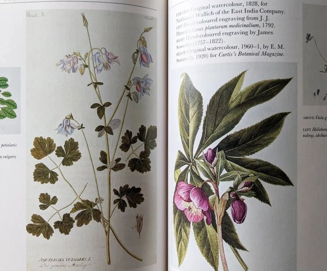 キュー王立植物園の花たち 350年にわたる花の絵画・古書・古書