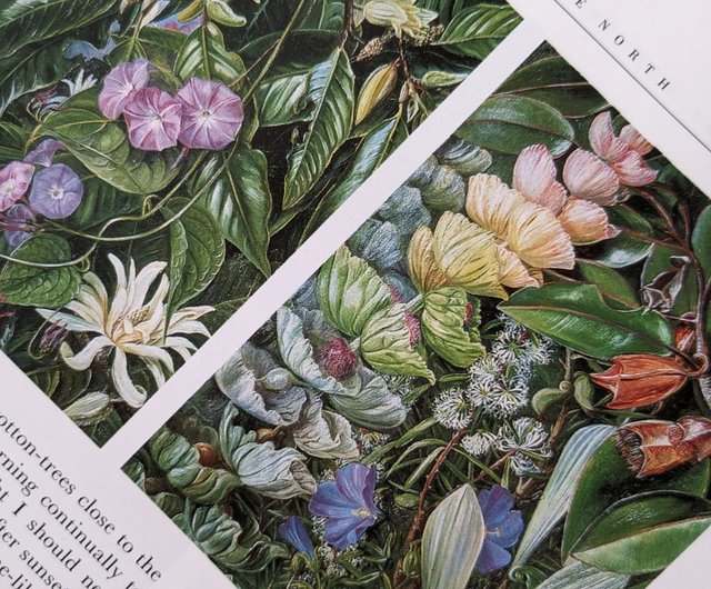 フラワーアート絵画 キュー王立植物園の花たち 350年にわたる花の絵画・古書・古書