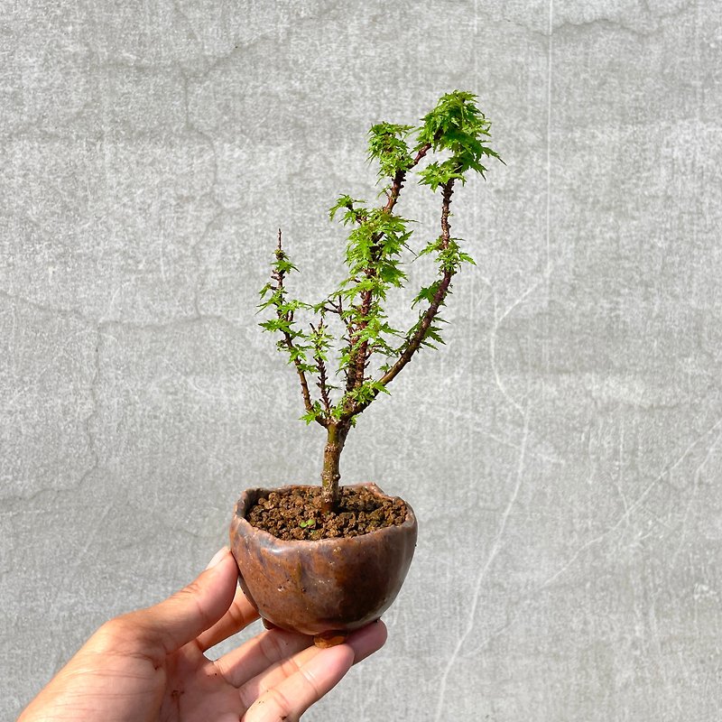Xiaopin bonsai-Japanese mountain maple bonsai gift - ตกแต่งต้นไม้ - พืช/ดอกไม้ 