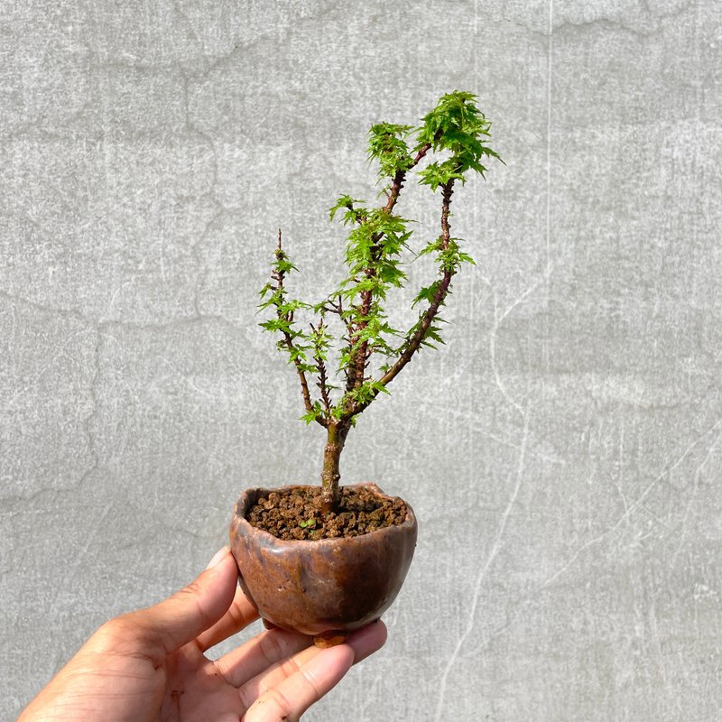 小品盆栽-山もみじ盆栽ギフト - 観葉植物 - 寄せ植え・花 