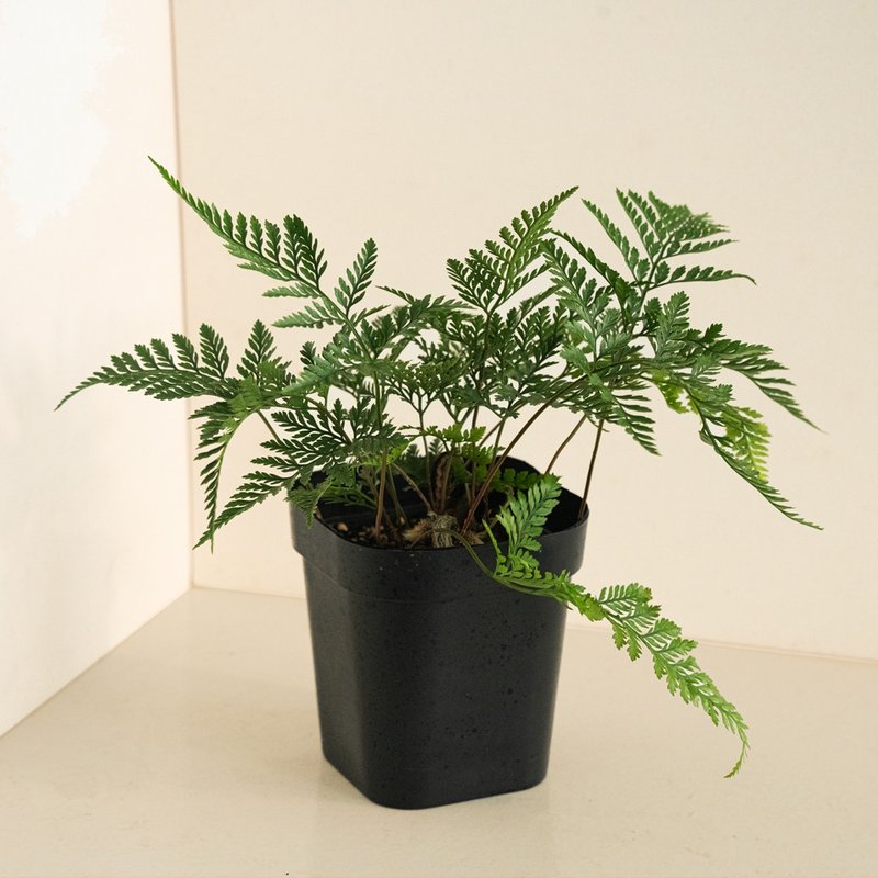 兔腳蕨 - 植栽/盆栽 - 植物．花 