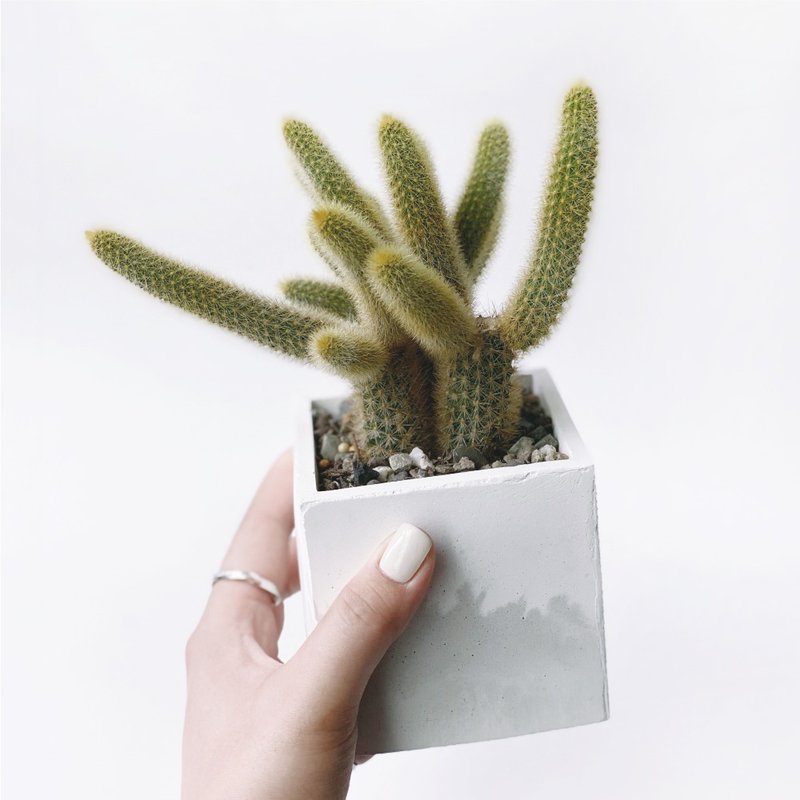 (預購)白灰漸層系列 | 金鈕釦 貓尾巴 方形水泥仙人掌植栽 - 盆栽/植栽 - 植物．花 灰色