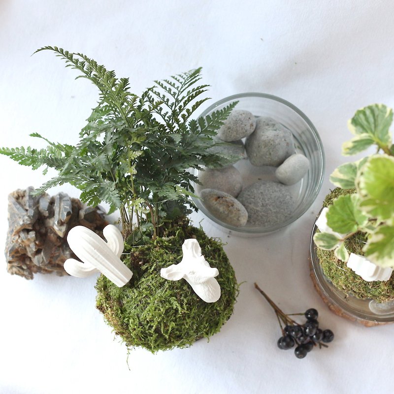 Green Plant Planet. Plant Observation + Fragrance + Moss Ball Planting [1 person into a group] - จัดดอกไม้/ต้นไม้ - พืช/ดอกไม้ 