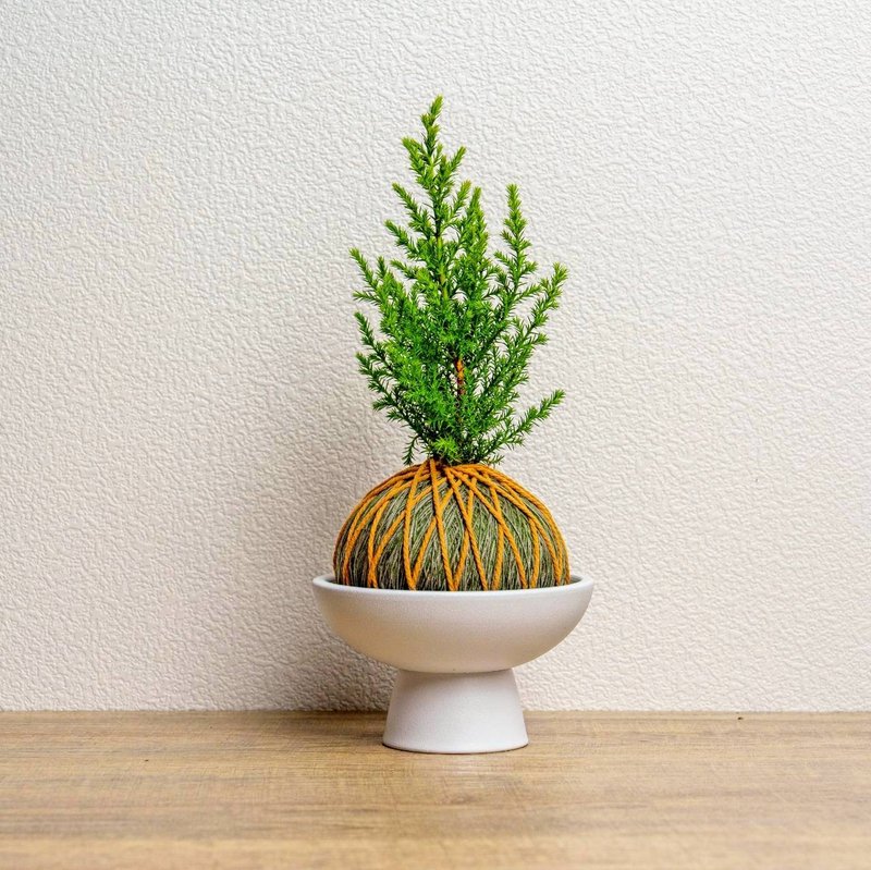 苔球植物 香冠柏墨綠苔球加磨砂高腳缽 苔球 苔玉 禮物 送禮 - 盆栽/植栽 - 植物．花 綠色