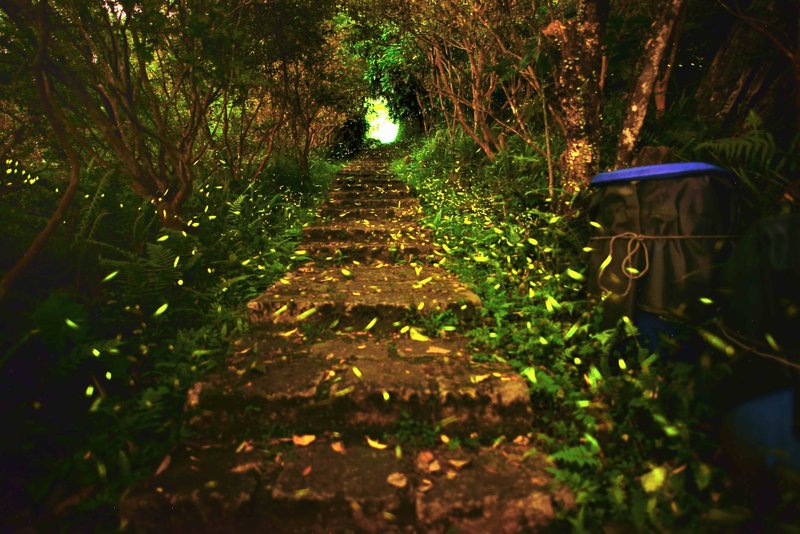 【單身即天堂】螢火南港  再見螢火蟲之秘境賞螢植物染 - 深度旅遊 - 其他材質 
