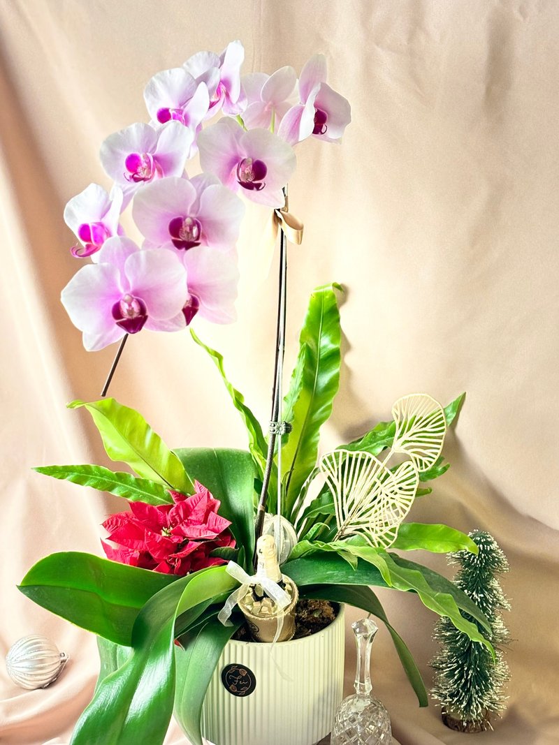 Orchid-textured orchid potted plant/opening/new home/promotion/gift - Plants - Plants & Flowers Pink