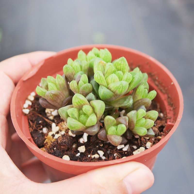 [Doudou Succulents] Housewarming│Gifts│Promotion│Succulents│-Plants-Cao Yulu - Plants - Plants & Flowers 