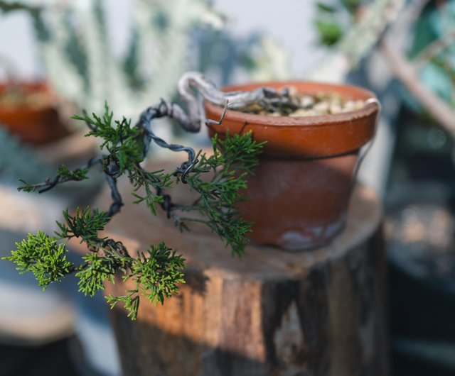 白木盆栽園 宮島五葉松 樹高18センチ 盆栽黒松赤松五葉松真柏雑木趣味