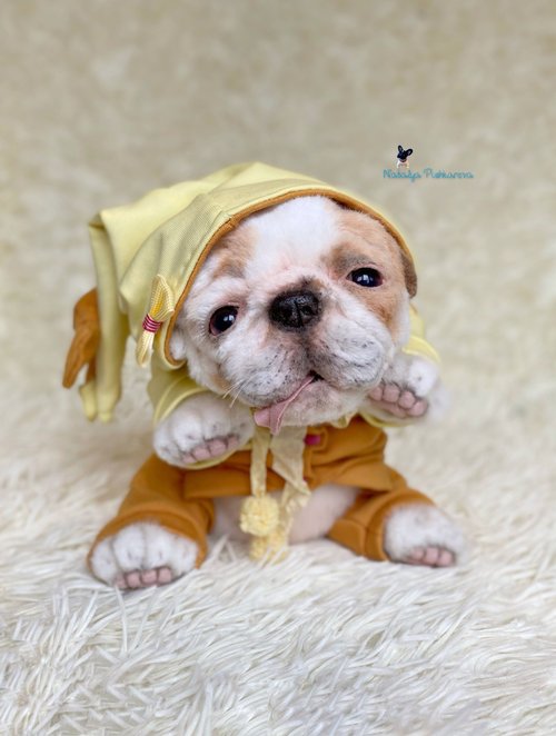 NatalyaPushkarevaToy 英國鬥牛犬小狗 逼真的玩具 毛絨玩具