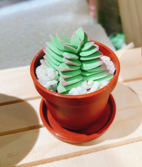 Waterless Succulent 黏土多肉植物 — 茜之塔Crassula corymbulosa