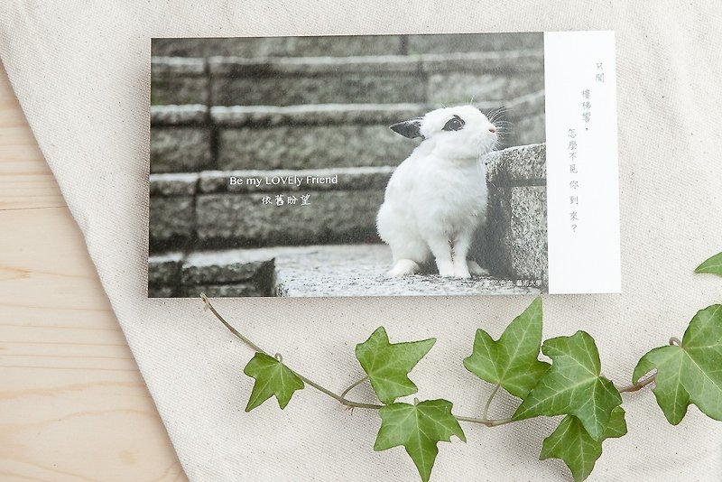 兔子攝影插畫明信片 - 依舊盼望 - 卡片/明信片 - 紙 灰色