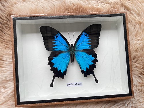 cococollection Papilio Ulysses beautiful real butterfly Taxidermy Insect handmade Box frame