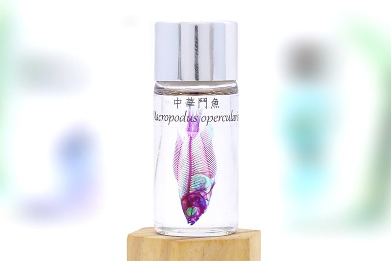 Transparent biological specimen - Chinese fighting fish Macropodus opercularis [Online only] - ของวางตกแต่ง - แก้ว 