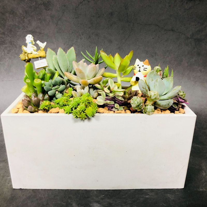 【送禮盆栽】多肉植物/純手工長方水泥盆2款2色/可任選2款飾品 - 植栽/盆栽 - 水泥 多色