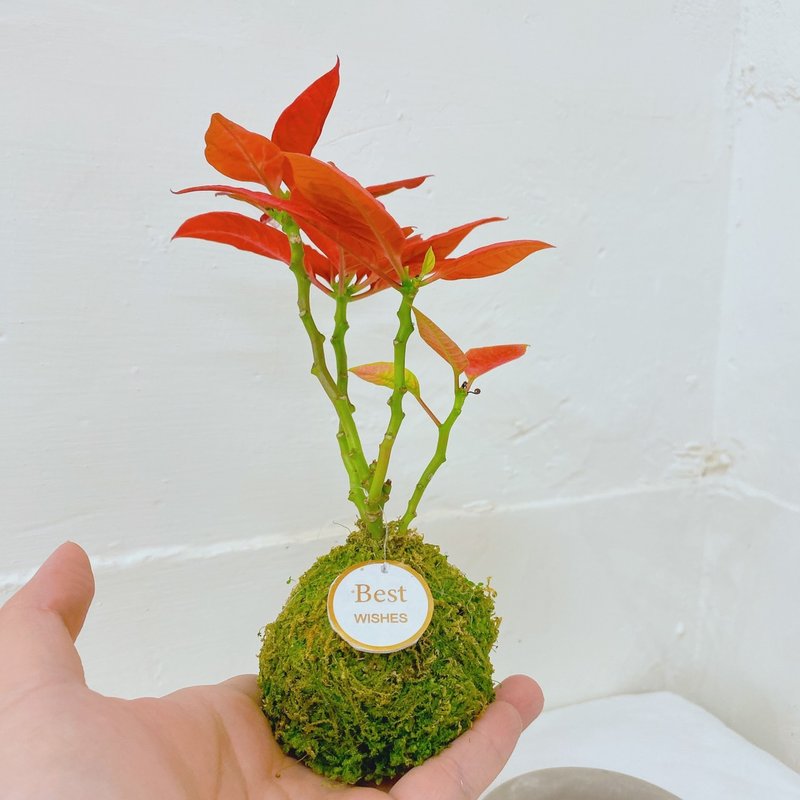 【植物苔玉】ポインセチア 苔玉 ギフト 癒し 文青 贈り物 観葉植物 室内 - 観葉植物 - 寄せ植え・花 カーキ