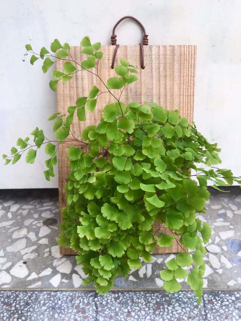 [Beautiful leaf maidenhair fern (big plate)] Plant upper plate maidenhair fern foliage plant houseplant - Plants - Plants & Flowers 