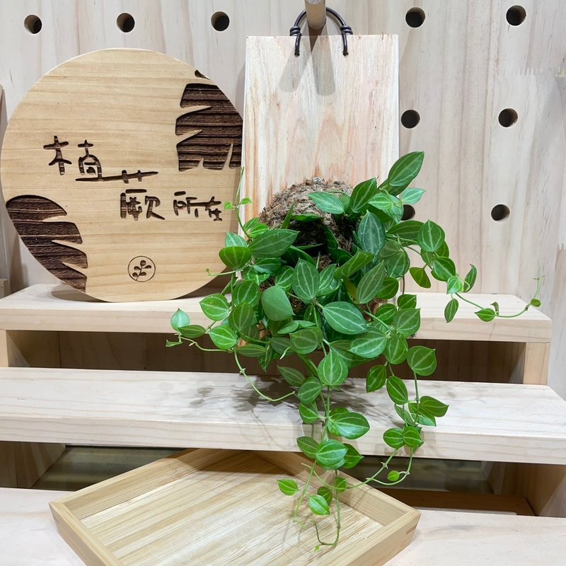 【植蕨所在】 西瓜藤 陽台裝飾 牆面擺設 上板植物 - 盆栽/植栽 - 植物．花 