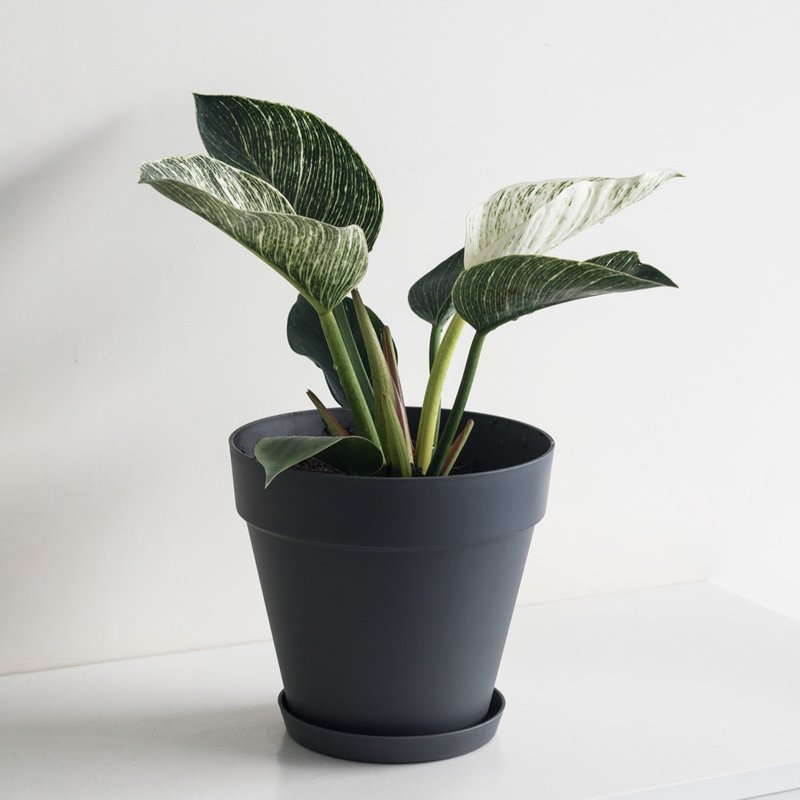 Birkin 柏金蔓綠絨大型植栽_荷蘭設計極簡霧面盆 - 植栽/盆栽 - 植物．花 