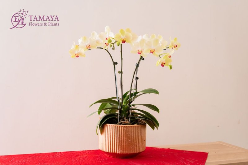 [New Year Style] Mustard Phalaenopsis | 2 plants - ตกแต่งต้นไม้ - พืช/ดอกไม้ สีแดง