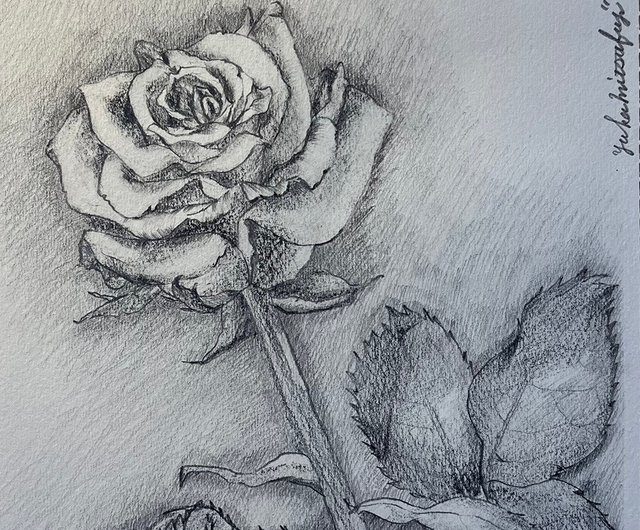美しいバラの花の鉛筆画 【額装済み・配送料無料】オリジナル